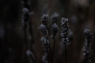 Close-up of frozen plant