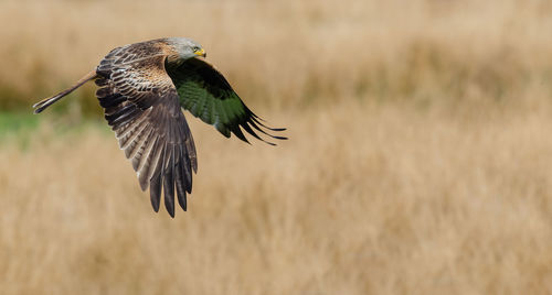 Bird flying over field