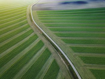 Scenic view of agricultural field