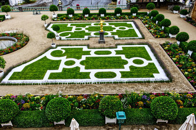 High angle view of flowering plants in garden