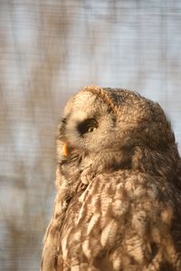 Close-up of eagle against blurred background