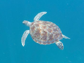 Close-up of sea turtle swimming in sea