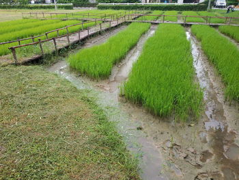 Scenic view of agricultural field