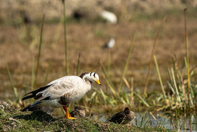 Bird on a field