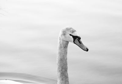 Close-up of swan swimming in lake