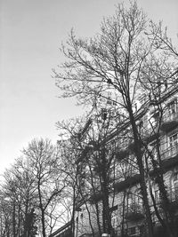 Low angle view of silhouette bare trees against sky