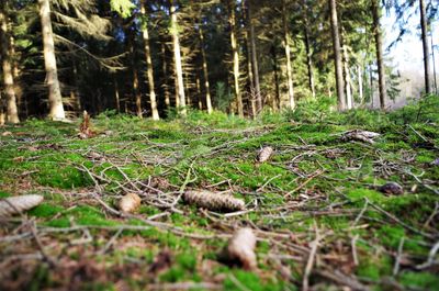 Close-up of mushrooms growing on tree trunk in forest