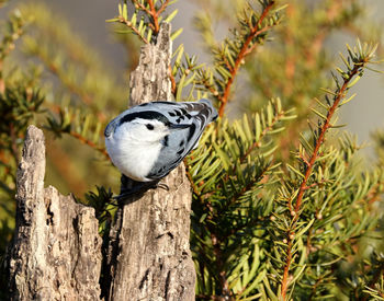 Close-up of a bird perching on a tree