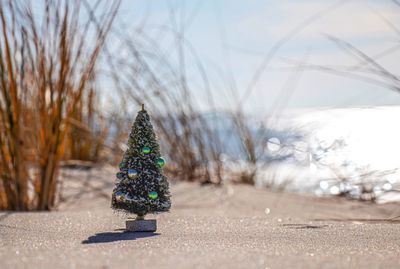 Christmas tree in snow