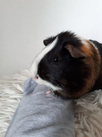 Close-up of guinea pig on bed