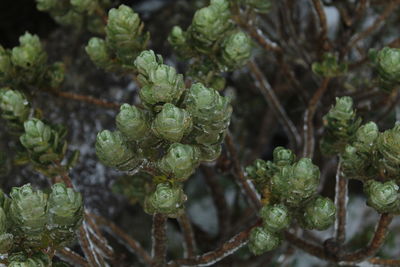 Close-up of plant
