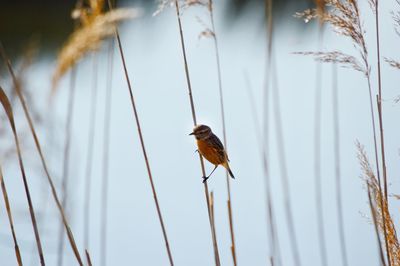 Bird perching on plant stem 