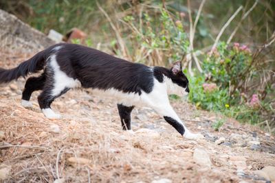 Side view of a black cat on land