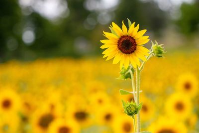 Close-up of yellow flowering plant on field