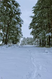 Trees on snow covered field against sky