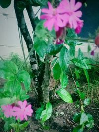 Close-up of pink flowers growing in garden