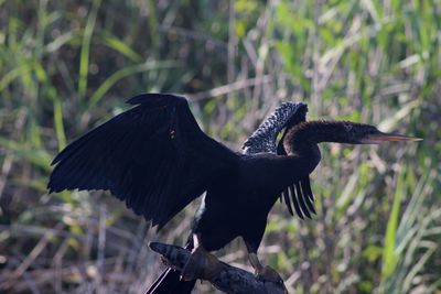 Close-up of a bird flying