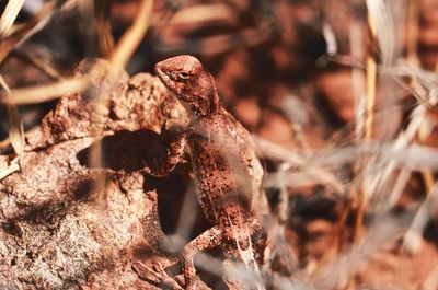 Close-up of dry leaf on land