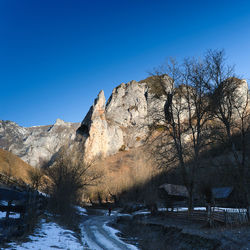 Bare trees against clear blue sky during winter