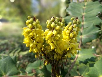 Close-up of yellow fruits on tree