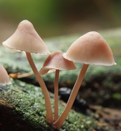 Close-up of mushrooms growing in forest