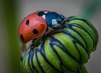 Close-up of ladybug on leaf