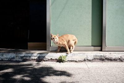 Portrait of dog standing by window