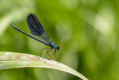 insect