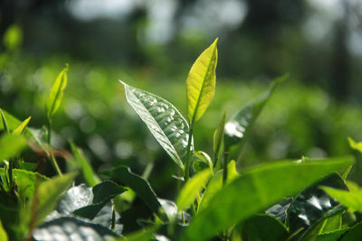 Close-up of raindrops on leaf