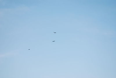 Low angle view of birds flying in sky