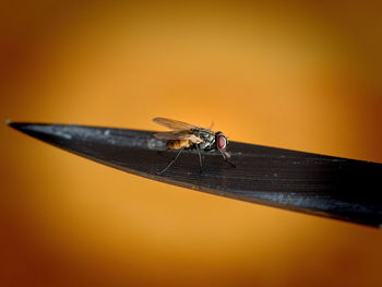 Close-up of fly