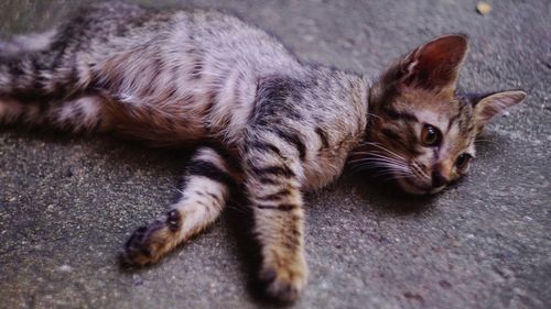 High angle view of a cat resting