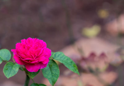 Close-up of pink flowering plant