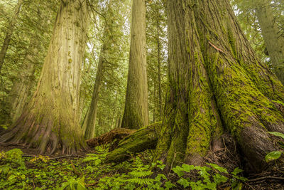 Giant trees in old growth forest, nelson, british columbia