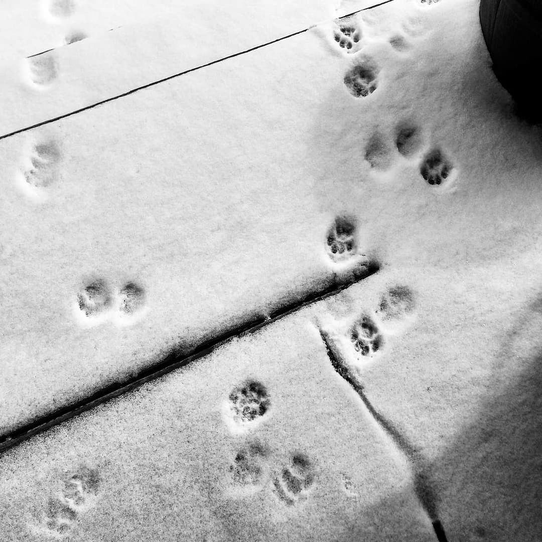 white, black and white, monochrome, monochrome photography, footprint, line, high angle view, no people, print, nature, snow, day, close-up, cold temperature, winter