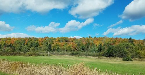 Trees on field against sky