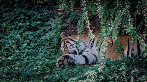 View of horse in the forest