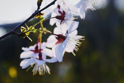 Close-up of white flowers blooming on branch