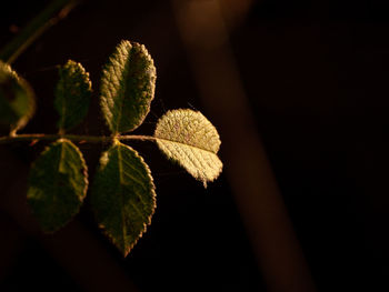 Close-up of leaves on plant at night