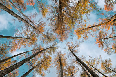 Low angle view of trees against sky