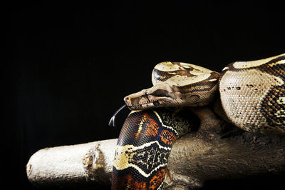 Pythons on wood against black background