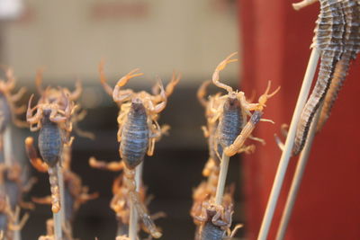 Close-up of insects ready to eat