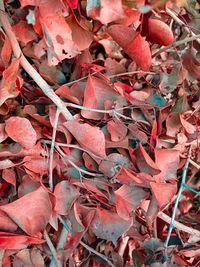 Full frame shot of dry leaves