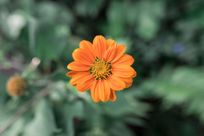 Close-up of orange flower against blurred background