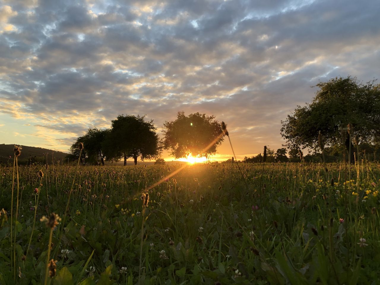 PLANTS GROWING ON FIELD AGAINST SKY DURING SUNSET