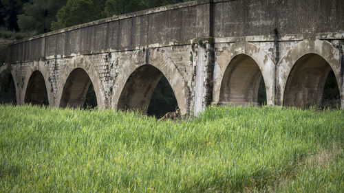 Arch bridge on field