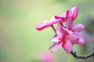 Close-up of pink rose flower
