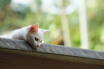 Close-up of a cat