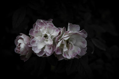 Close-up of flower blooming outdoors