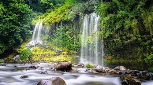 Scenic view of waterfall in forest